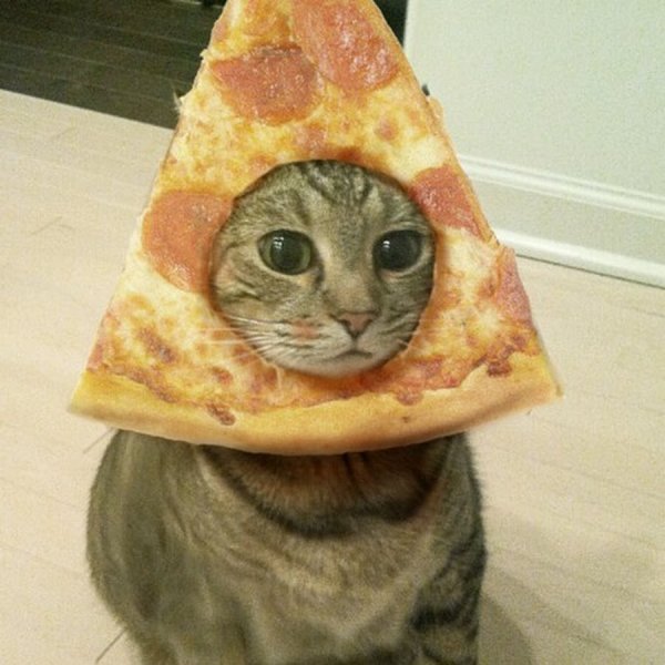 Котик с пиццей на голове