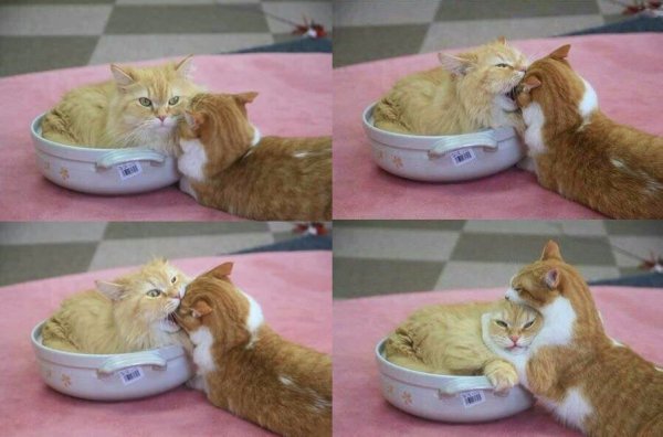 Кусь картинки котик