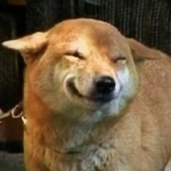 Собака прищурилась