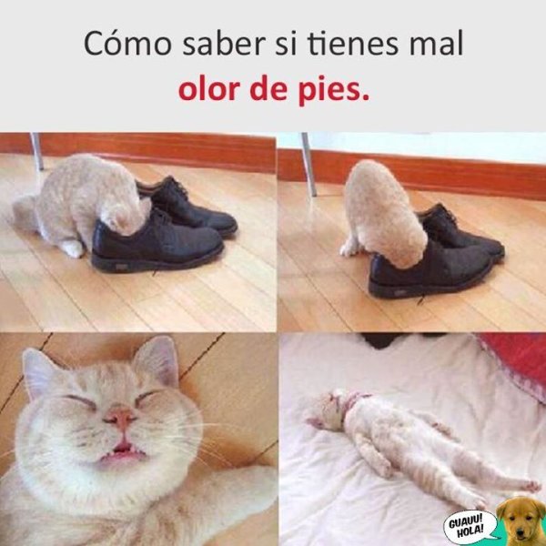 Кот носок мемы