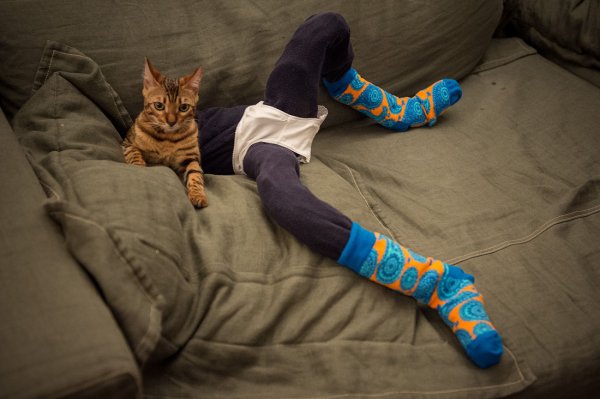 Кот в штанах