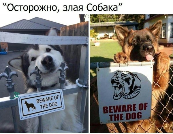 Осторожно злая собака юмор