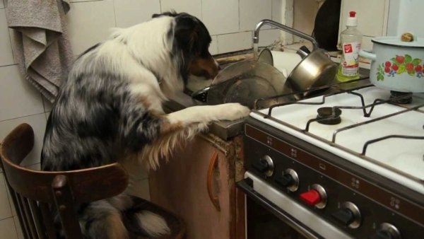 Котики и мытье посуды