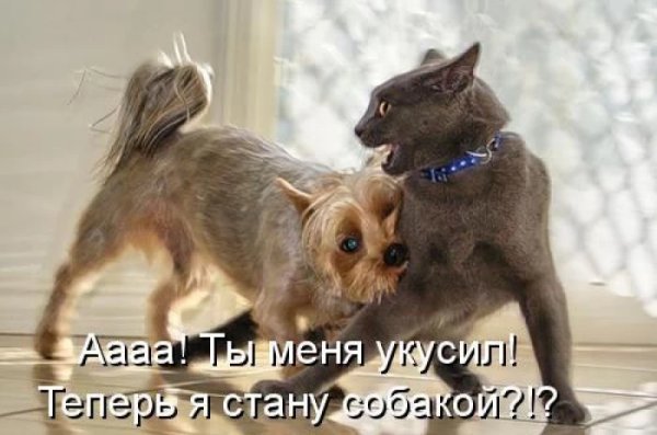 Приколы про котов и собак