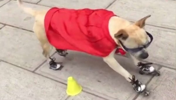 Собака мороженое ролики