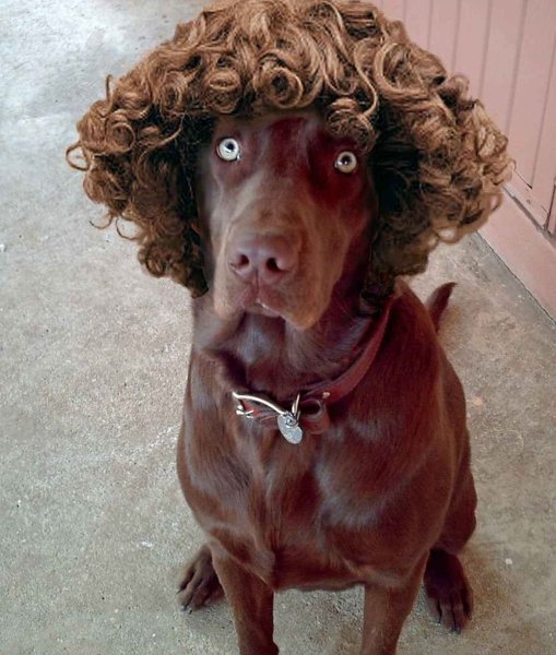 Ирландский кокер спаниель