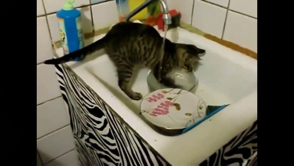 Котик убирается