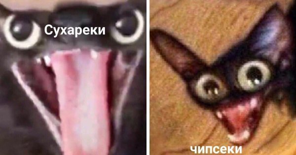Кот Мем