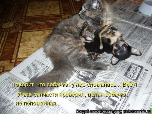 Прикольные кошки с надписями