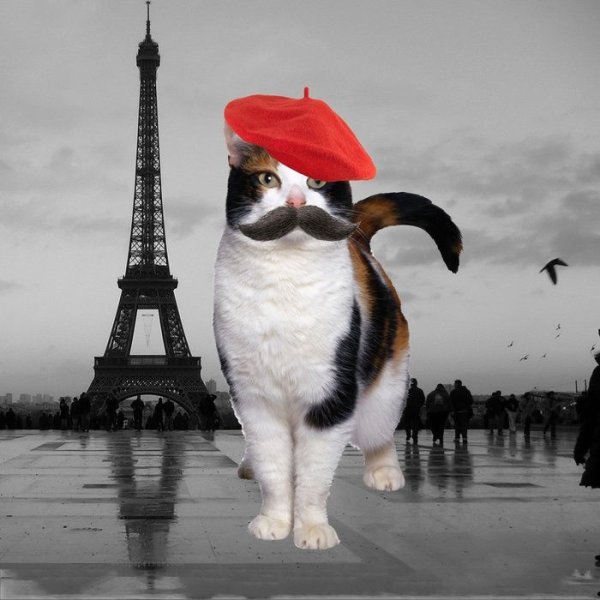 Французский котик