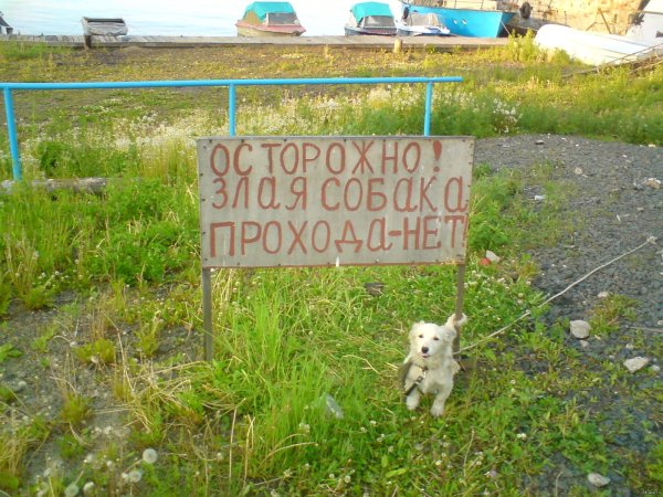 Собака во дворе