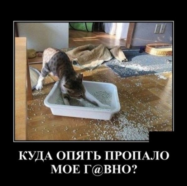 Кошачий лоток прикол