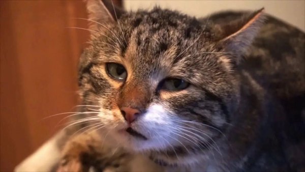 Кошка плачет