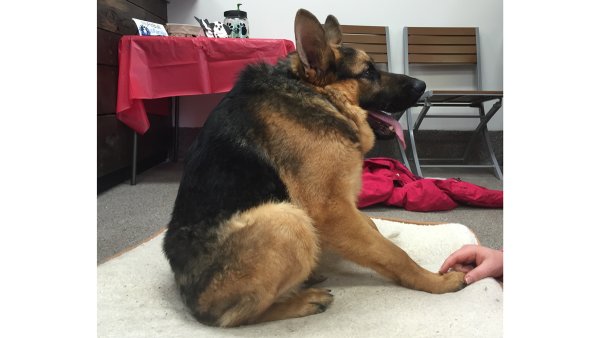 Горбатая овчарка Квазимодо