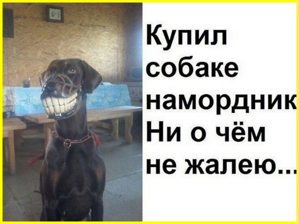 Смешные собаки фото с надписями