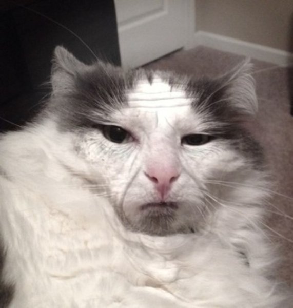 Упоротые коты