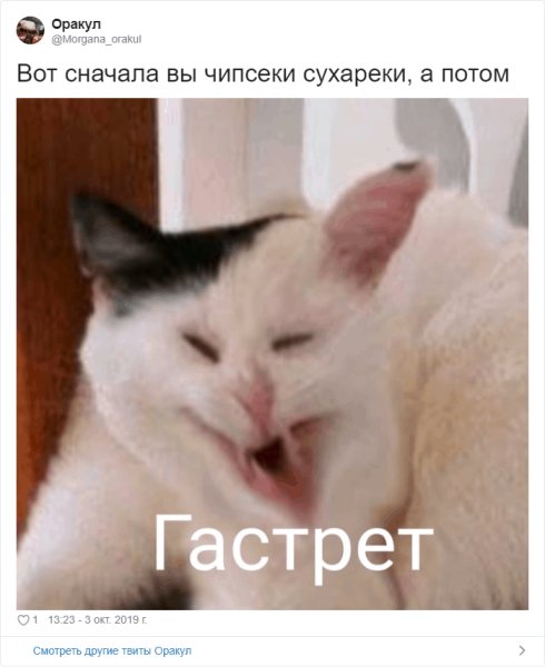 Коты мемы