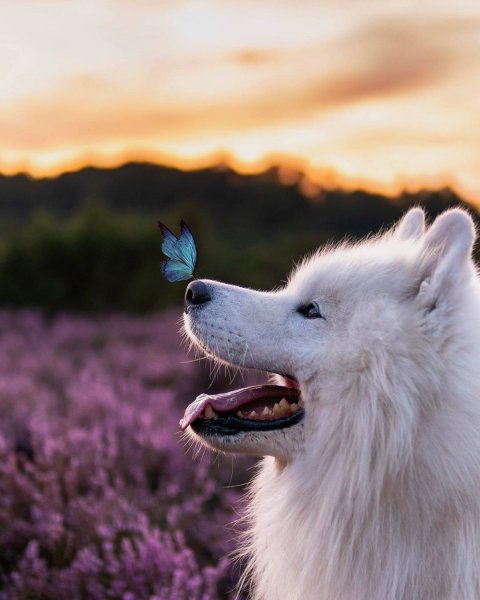 Волчий самоед