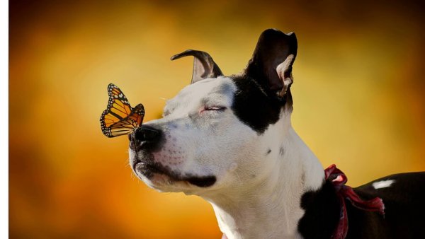 Собака бабочка