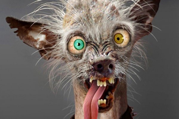 Сумасшедшая собака