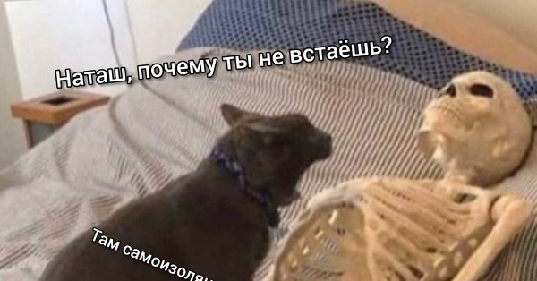 Наташ вставай коты мемы