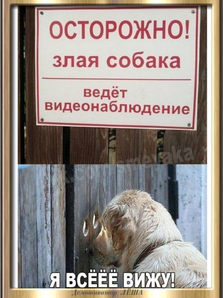 Злая собака ведет видеонаблюдение
