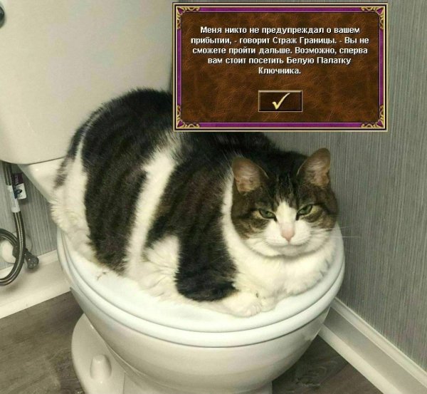 Жирный кот на унитазе