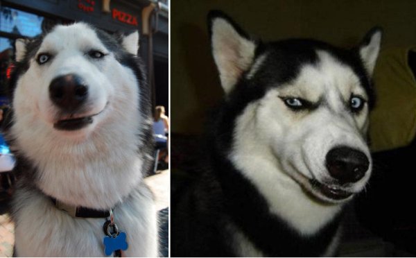 Собака подозревака хаски