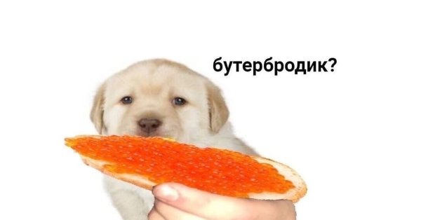 Собака на бутерброде