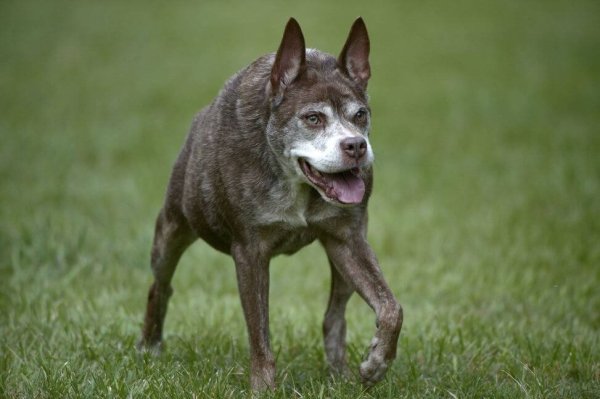 Голландская овчарка Квазимодо