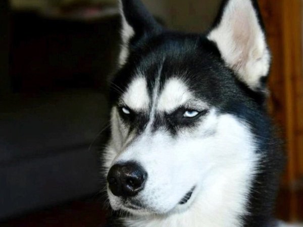 Злобный хаски