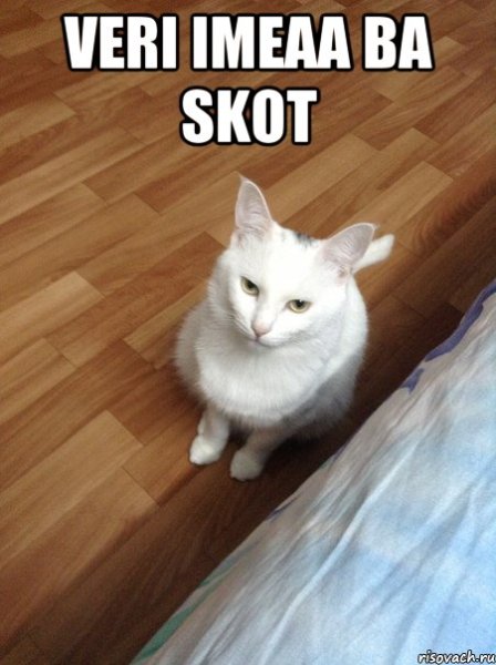 Слышь кот Мем