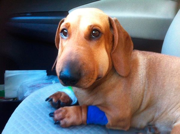 Собаку покусали пчелы