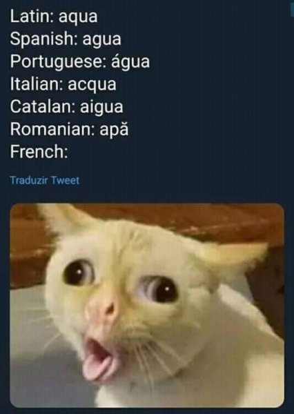 Мэм кот французский язык