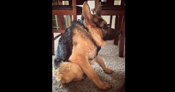 Собака сутулая немецкая овчарка