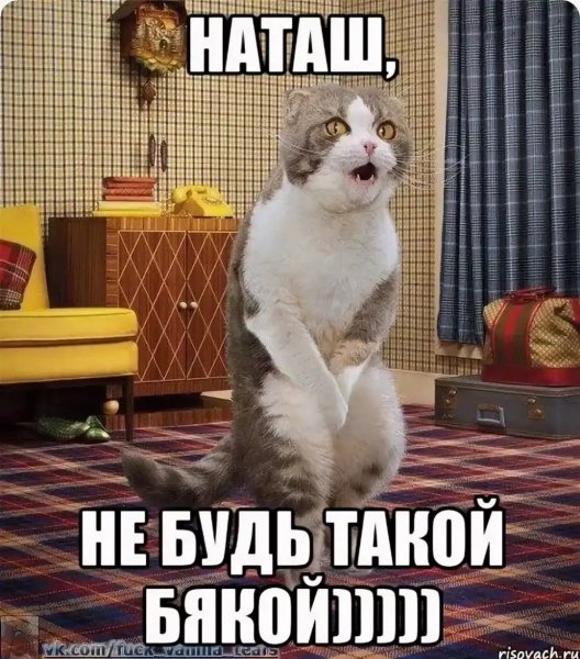 Мемы с котами и Наташей