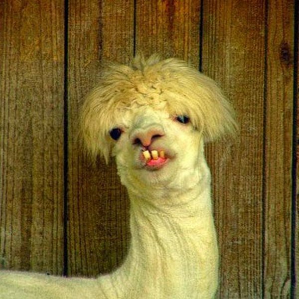 Собака с челкой