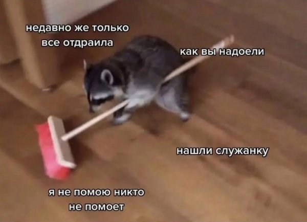 Кот подметает