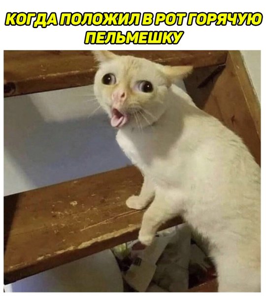 Кошка Мем