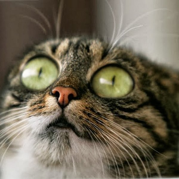 Кот с выпученными глазами