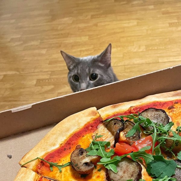 Кот с пиццей на голове