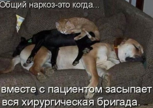 Прикольные животные с надписями