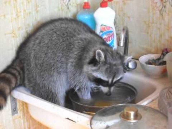 Енот полоскун посуда
