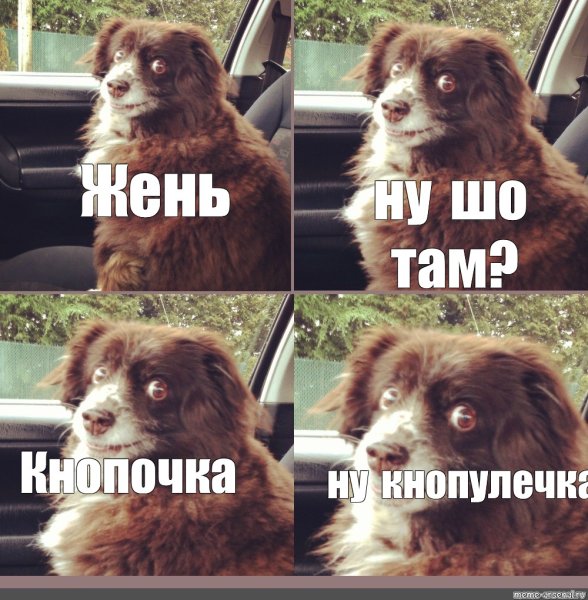 Заводи это собака Мем