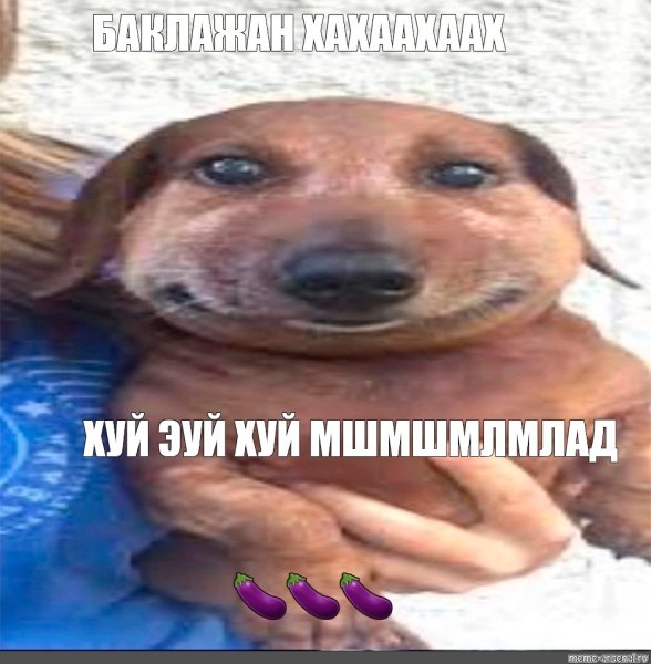 Собака в комбинезоне