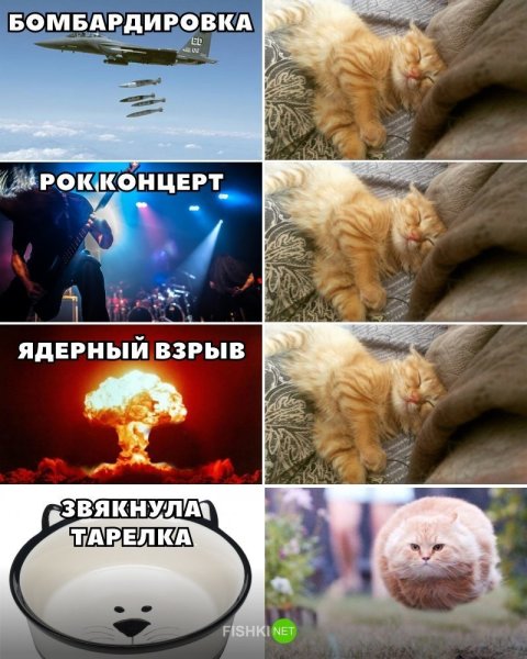 Кот взрыв Мем