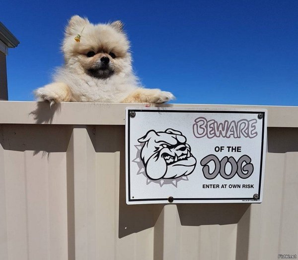 Осторожно, злая собака!