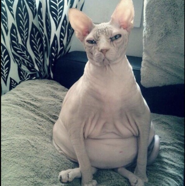 Лысая кошка