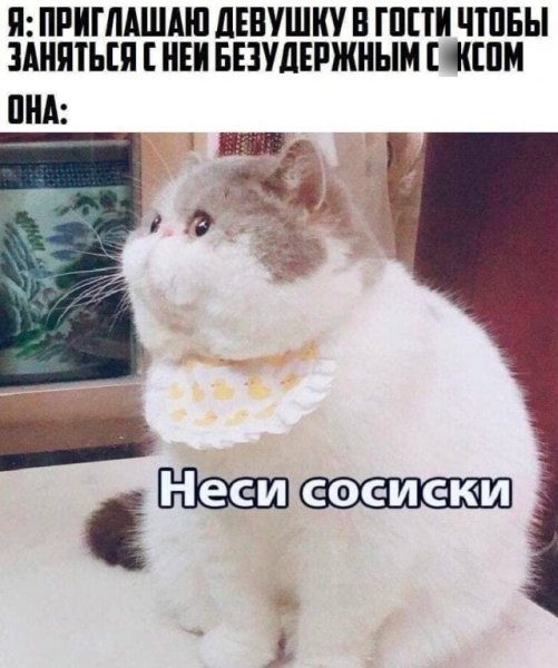 Наташа неси трусы Мем кот