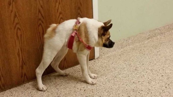 Овчарка Квазимодо